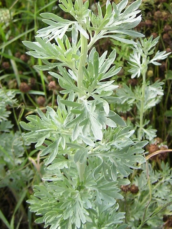 WERMUT Artemisia absinthium