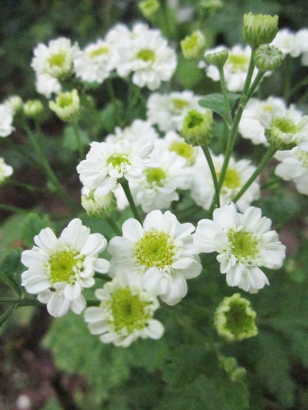 Weiße Blüte 10 Arten