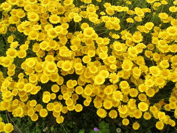 Gelbe Blüte 10 Arten