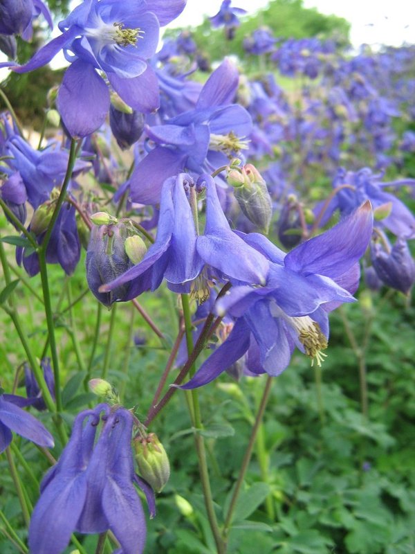 Blaue Blüte 10 Arten