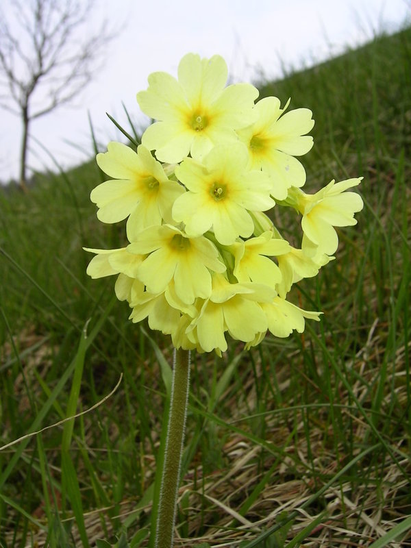 HOHE SCHLÜSSELBLUME Primula elatior