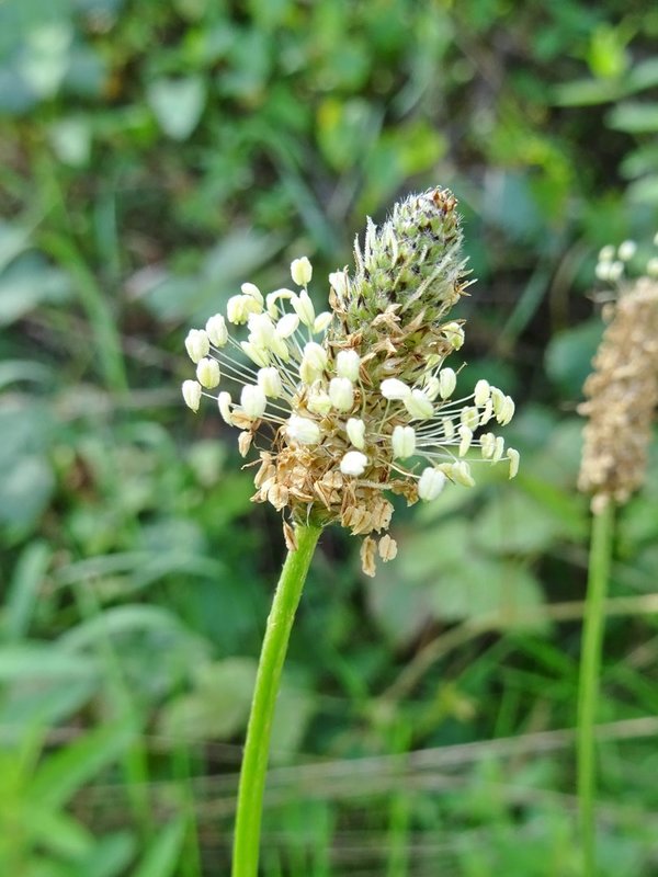 SPITZ-WEGERICH Plantago lanceolata