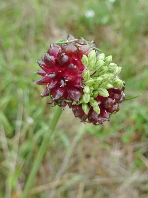 WEINBERG-LAUCH Allium vineale Brutzwiebeln