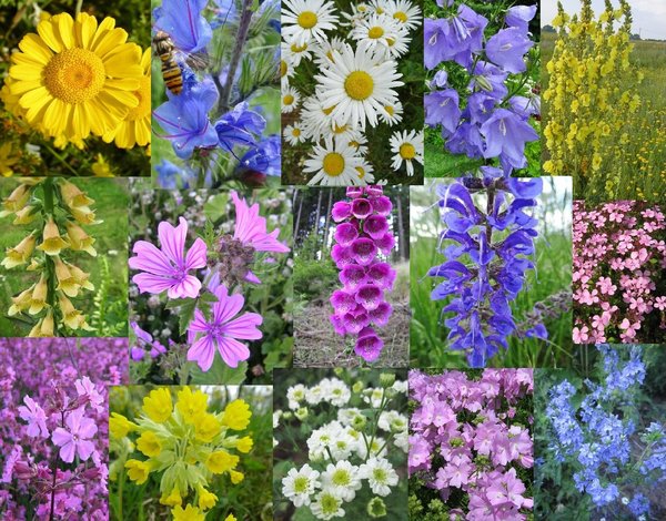 Schönste Blüten - 15 Arten